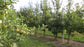 Kit irigare livadă pomi fructiferi ( irigare pe spalier) - aicuce.ro