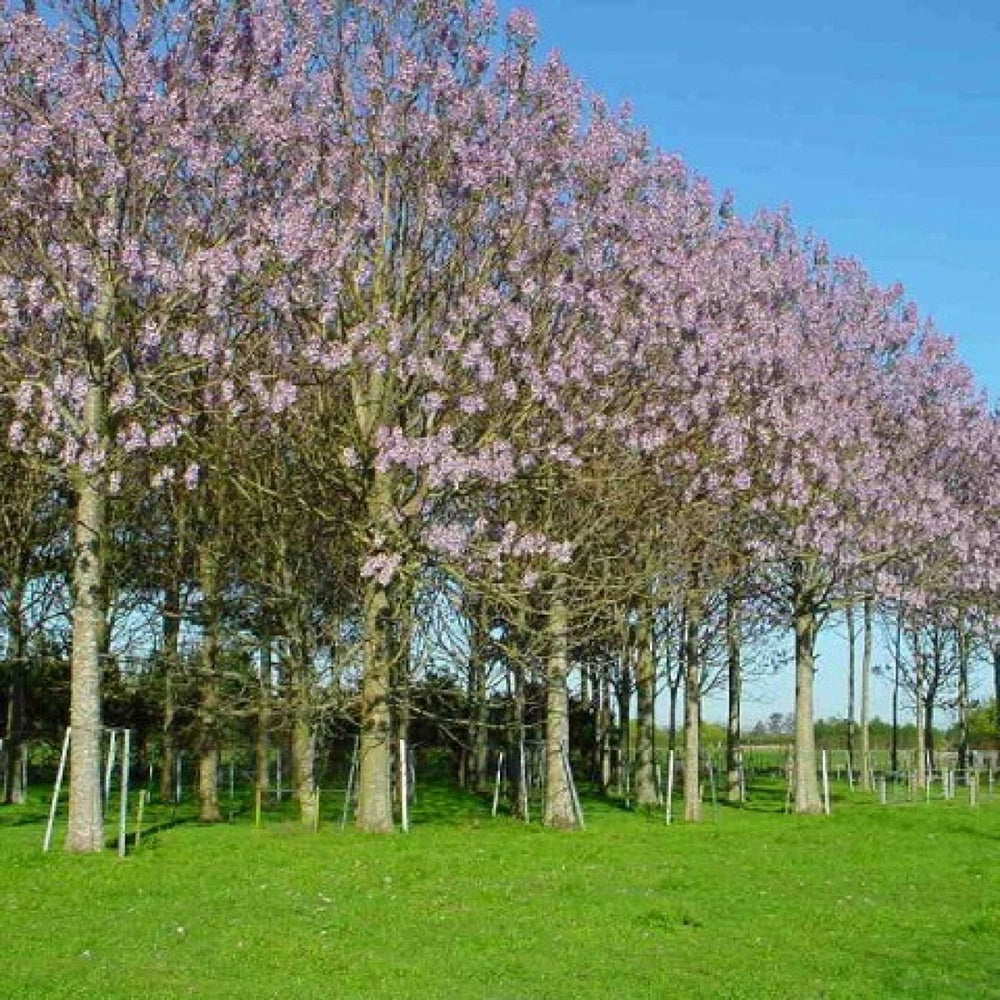 Kit irigare plantație de arbori Paulownia (irigare pe spalier) - aicuce.ro