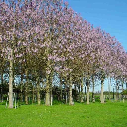 Kit irigare plantație de arbori Paulownia (irigare pe spalier)