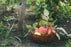 Kit irigare livadă pomi fructiferi ( irigare pe spalier) - aicuce.ro