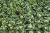 Pachet Folie de mulcire perf 15 mic 10p/25cm (2.5m x 50m) cu banda de picurare si conectica - pentru 125mp - aicuce.ro
